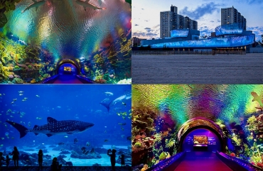 Discover the Wonders of New York Aquarium