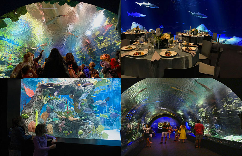 New York Aquarium Attractions