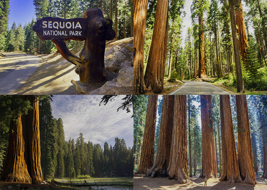 Sequoia National Park